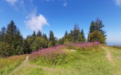 Ammenegg – Fohramoos – Hochälpele 1463 m